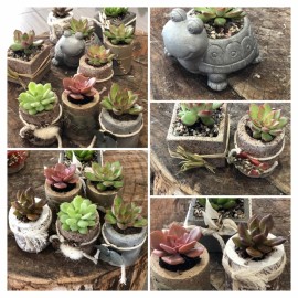 Succulentes miniatures
